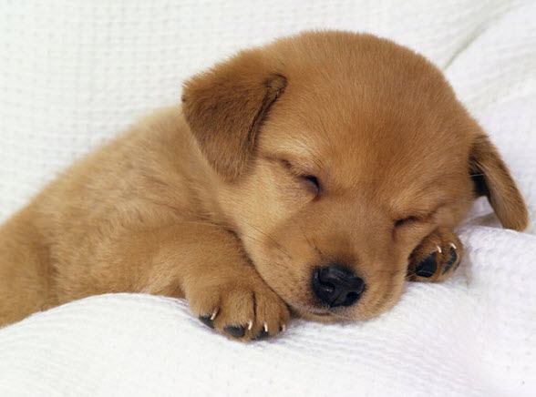 Viết về con vật yêu thích bằng tiếng tiếng Anh